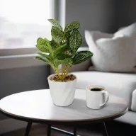 Műnövény dekoráció - fittonia - 20 x 9 cm