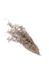 Asparagus csokor 55 cm