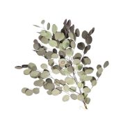 Populus ág 55 cm zöld