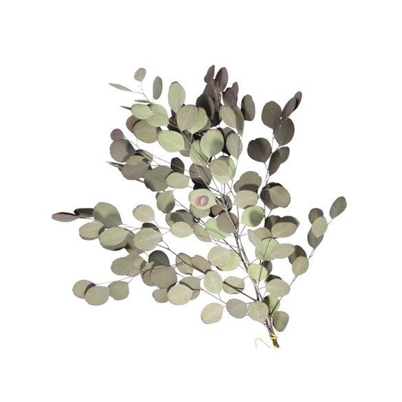 Populus ág 55 cm zöld