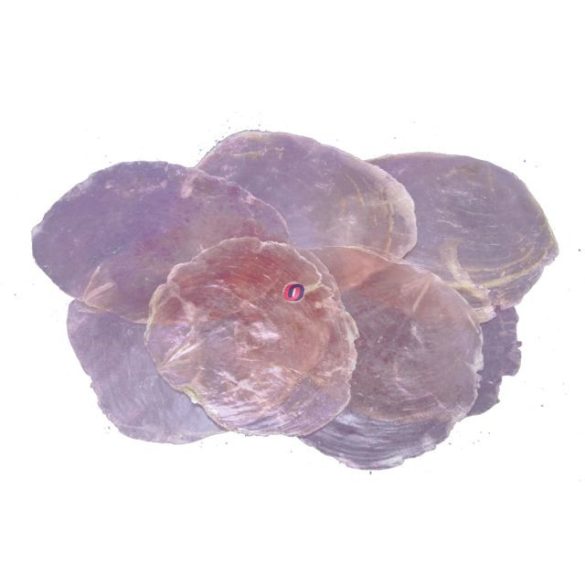 Kagylóhéj dekoráció 5-10cm rózsaszín