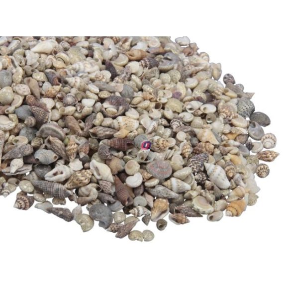 Kagyló dekoráció 1kg apró mix natúr