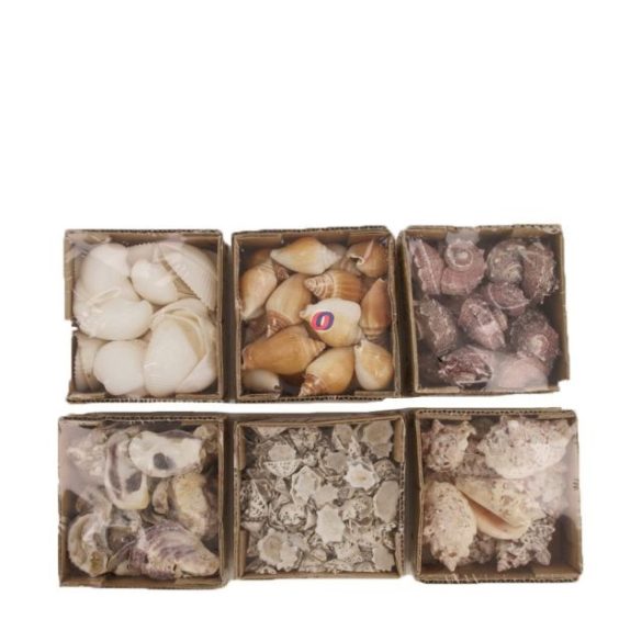 Kagyló dekoráció mix 10x10x6cm fehér 6 féle (1db)