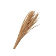 Pampafű 100gr 90-100cm narancssárga