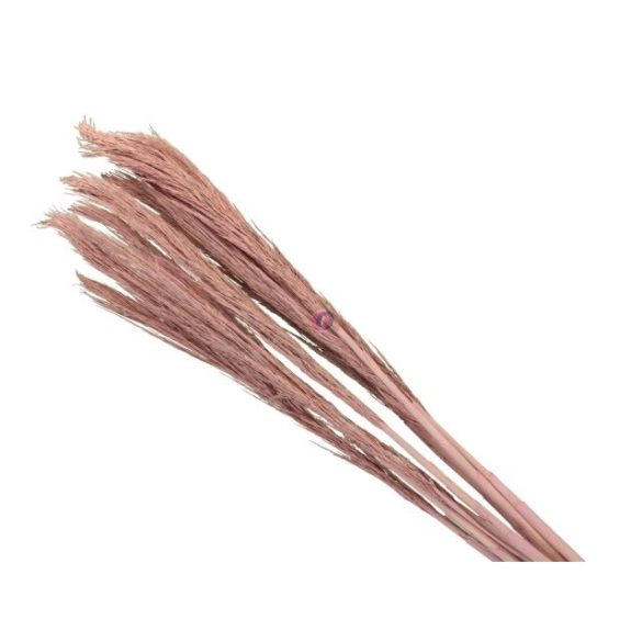 Díszfű pink