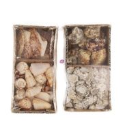 Csigaház dekoráció mix 9x19x6cm natúr 2 féle (1db)