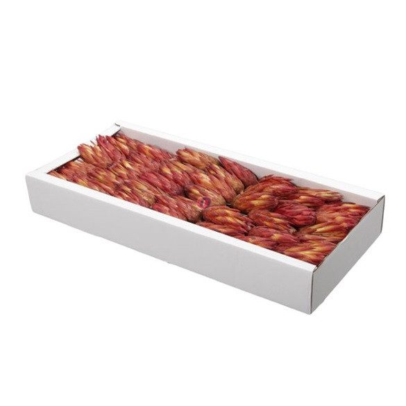 Protea 100 db-os narancs szett