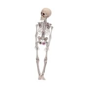 42 cm-es Halloween csontváz dekoráció
