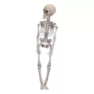 42 cm-es Halloween csontváz dekoráció