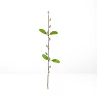 Barkaág - szálas - 58 cm