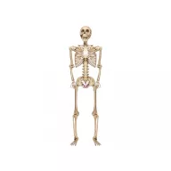 XXL Óriás Halloweeni élthű csontváz 210 cm