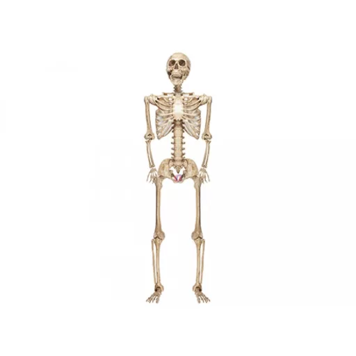 XXL Óriás Halloweeni élthű csontváz 210 cm
