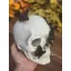 Prémium halloweeni koponya pillangókkal 19 cm