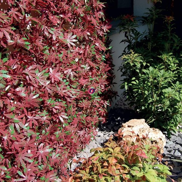 Belátásgátló, térelválasztó vörös juharlevelekkel állítható 90x180 cm Deconline Garden