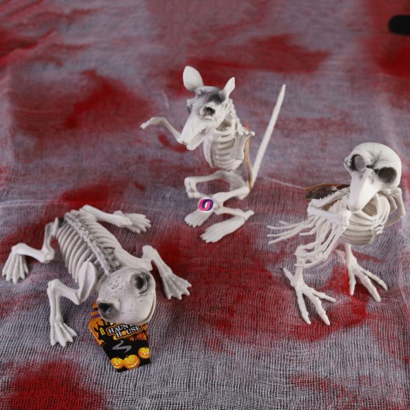 Halloweeni csontváz állatok béka, holló, patkány