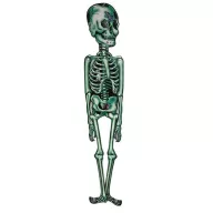   XL Halloweeni csontváz, 106  cm 3 féle választható kivitel PP, Papír