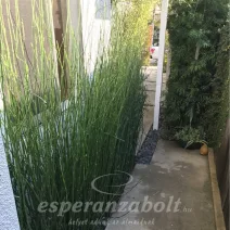 Gricsfa zanót
