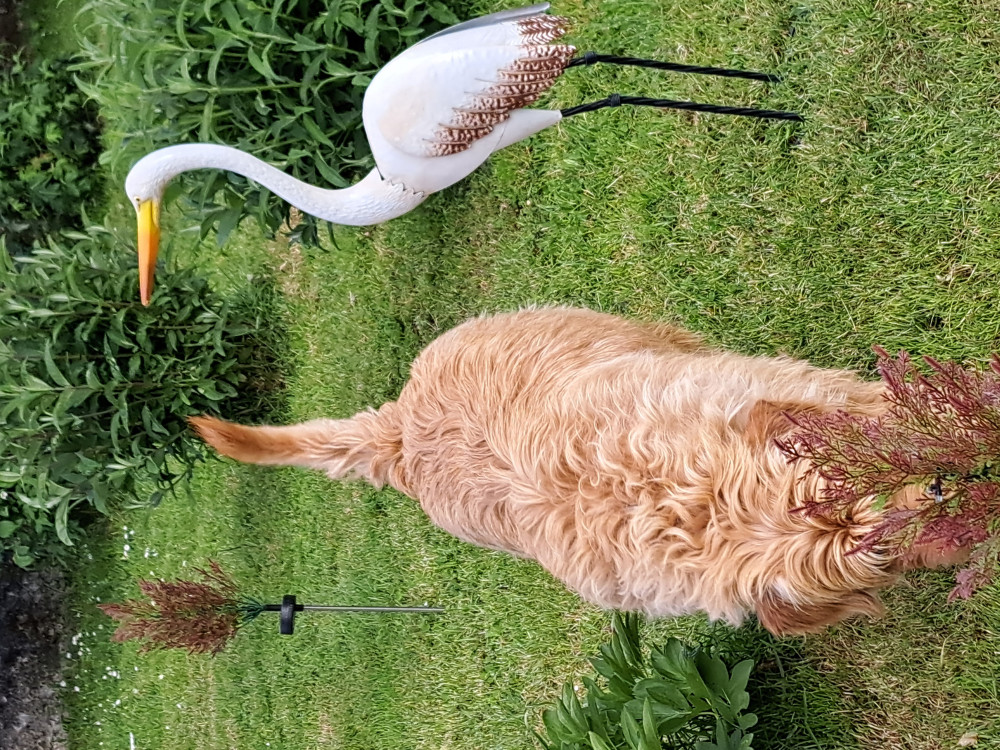 Nagyméretű Kerti figura daru madár 87cm