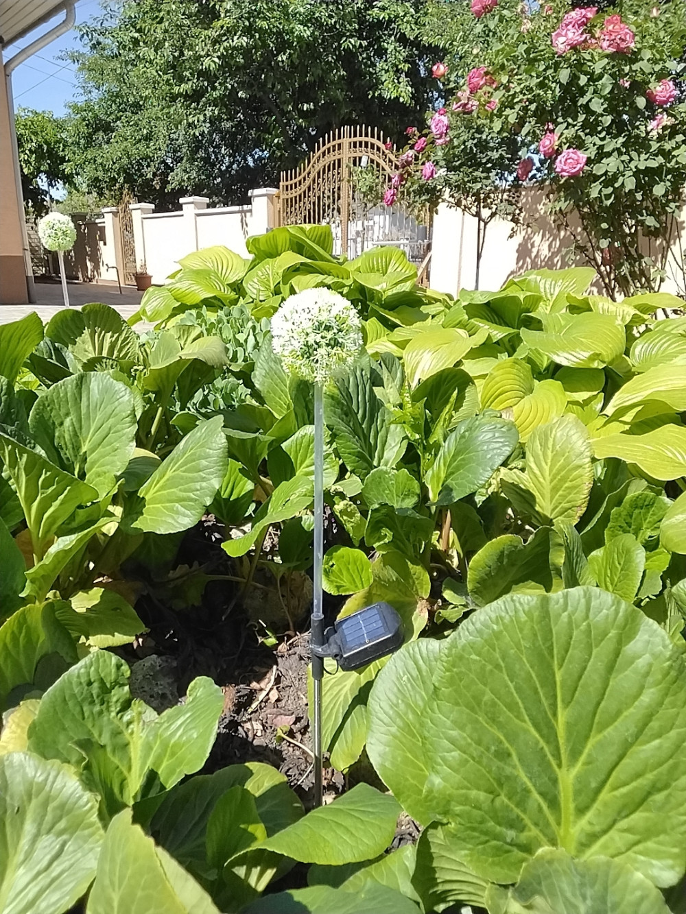 2 db-os napelemes Pitypang lámpa  szett 75 cm 15 led